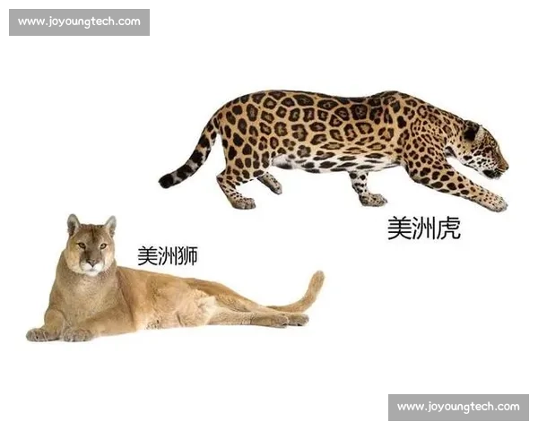 美洲狮与美洲虎巅峰对决力量速度领地智慧全解析生存策略与生态差异深度比较